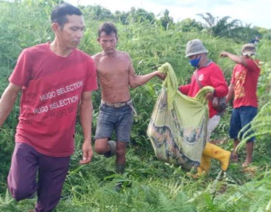 Warga mengevakuasi jasad petani yang ditemukan tewas mengenaskan di sema-semak diduga dimangsa harimau di Kota Dumai. (Foto: MNC Portal/Banda Haruddin Tanjung)
