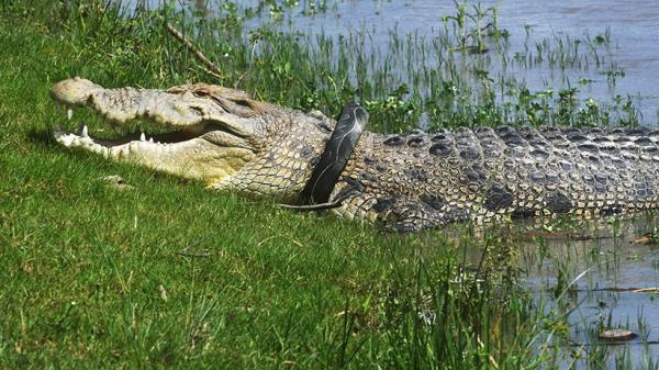 01 Antara Buaya 3 Penampakan buaya memangsa biawak terekam kamera. (Foto: Sindonews).