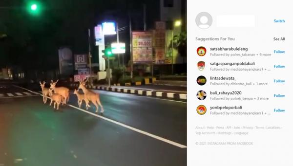 Viral Rusa Keliaran di Denpasar Video viral enam ekor rusa berkeliaran di Jalan Diponegoro, Kota Denpasar, Bali, Kamis (8/7/2021) malam. (Foto: Instagram @denpasar.viral)