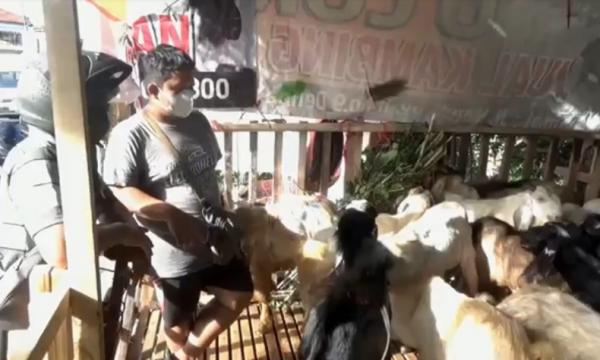 Pedagang Hewan Kurban1 Pedagang hewan kurban di Denpasar, Bali beralih menggunakan media sosial akibat PPKM darurat. (Foto: iNews/Indira Arri)