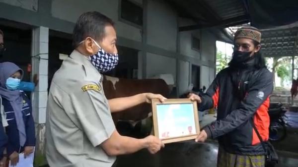 SAPI JOKOWI1 Serah teripa sapi kurban Presiden Jokowi ke Panitia Kurban DKM Pusdai Jabar. (Foto: iNews/Yuwono Wahyu)