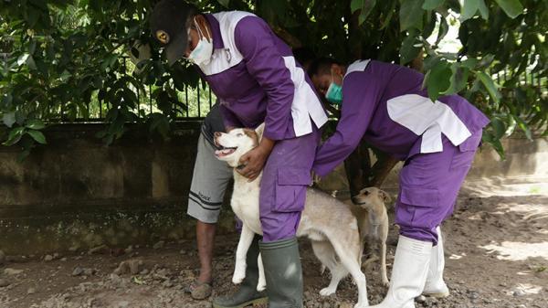 19 Ant Vaksin Rabies 1 Vaksinasi hewan penular rabies (HPR). (Foto: Antara)