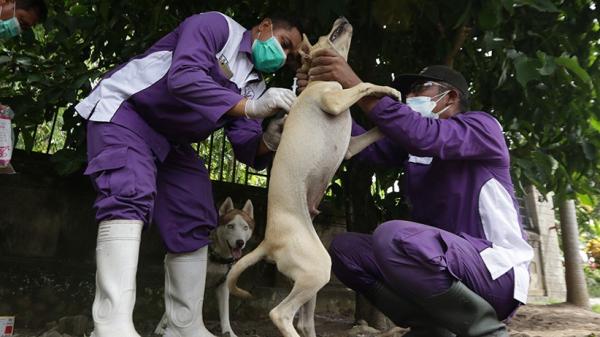 19 Ant Vaksin Rabies 3 Vaksinasi rabies terhadap hewan. (Antara)