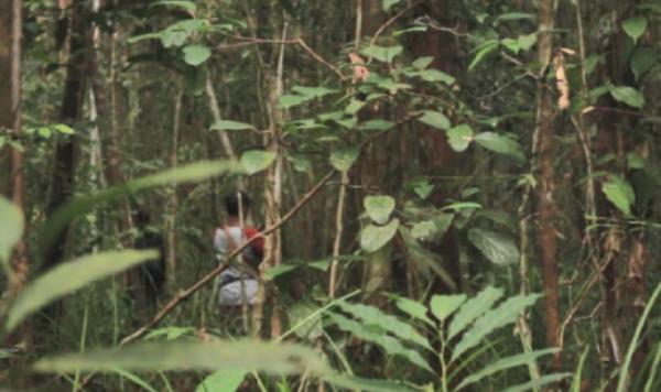 Hutan pedalaman kalimantan3 Hutan di pedalaman Kalimantan. (Foto: Tsabita)
