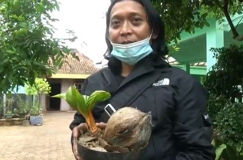 30 Bonsai Kelapa Pecinta tanaman hias membeli bonsai kelapa hasil budi daya M Khanafi warga Tuban. (Foto: MNC Portal/Pipiet Wibawanto)