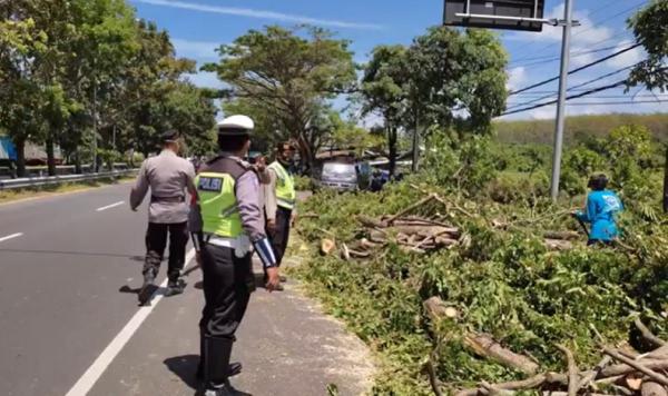 Prank pohon tumbang3 Petugas Polres Gianyar mendatangi lokasi pohon tumbang di Jalan Bypass Ida Bagus Mantra, Selasa (31/8/2021). (Foto: iNews/Ketut Catur)
