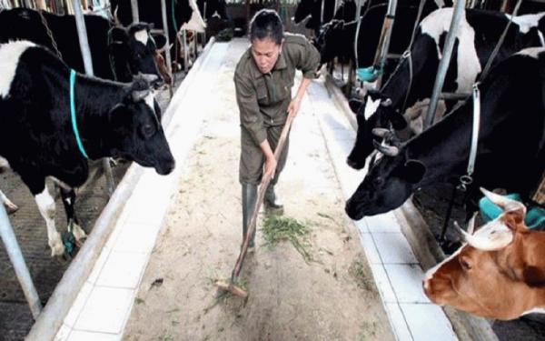 SAPI PERAH Peternak sapi perah di Pangalengan, Kabupaten Bandung. Saat ini, regenerasi peternak menjadi masalah bagi KPBS. Dari 4.000 peternak anggota KPBS, hanya 211 dari generasi milenial. (Foto: ANTARA)