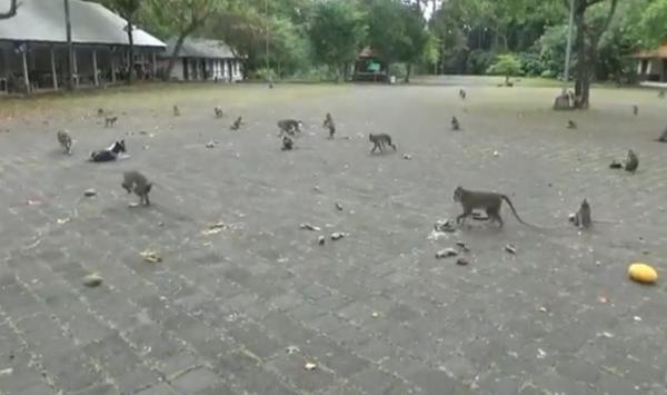 Sangeh bali2 Monyet di objek wisata Sangeh, Bali. (Foto: iNews/Bagus Alit)