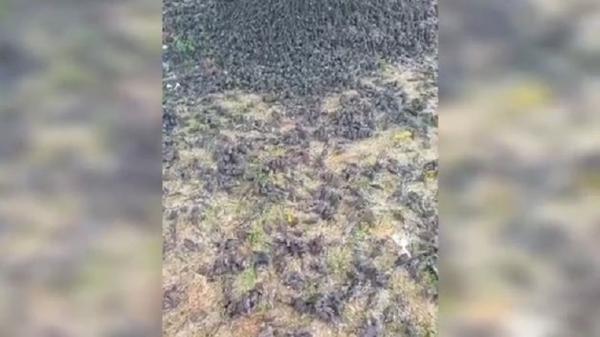 fenomena aneh ribuan burung pipit mati di gianyar Tumpukan bangkai burung pipit di tanah kuburan adat wilayah Banjar Sema, Kabupaten Gianyar, Bali. (Foto: iNews/Ketut Catur Kusumaningrat)