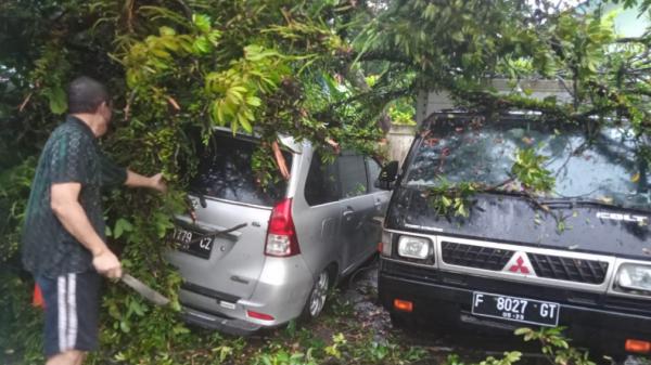 Pohon tumbang-1 Pohon rambutan di Bogor, Jawa Barat (Jabar) tumbang dan timpa mobil (Putra Ramadhan A/MNC Portal)
