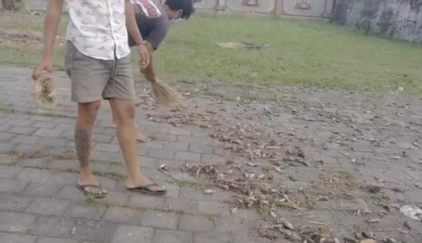 burung pipit2 Warga menyapu ribuan burung pipit mati mendadak di tanah kuburan Desa Adat Sema, Gianyar, Bali. (Foto: iNews/Ketut Catur)