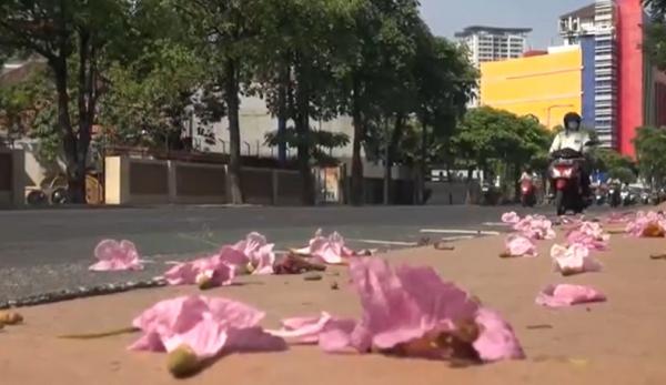 Bunga tabebuya 2 Bunga tabebuya bermekaran di sepanjang jalan-jalan protokol di Kota Surabaya. (Foto: iNews/Rahmat Ilyasan)