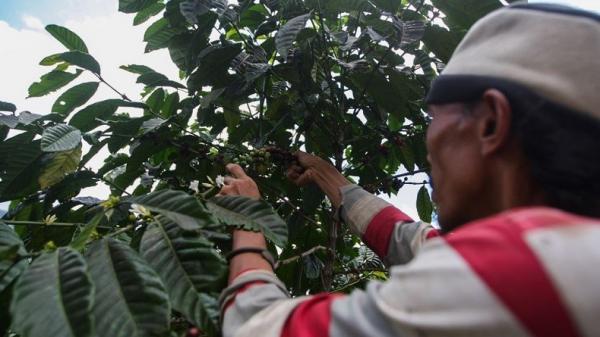 Relawan MNC Peduli 3 Warga memetik kopi di Kampung Cisadon, Kecamatan Babakan Madang, Kabupaten Bogor, Jawa Barat. (Foto: MNC Peduli)
