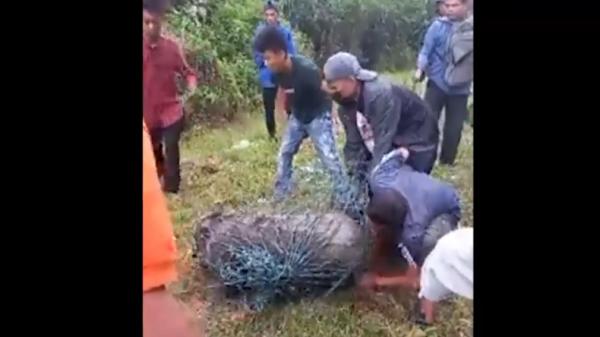 Babi hutan  di pinggir Jalan Raya Lintas Sumatra Padang-Solok ditangkap (Budi Sunandar/MNC Portal)