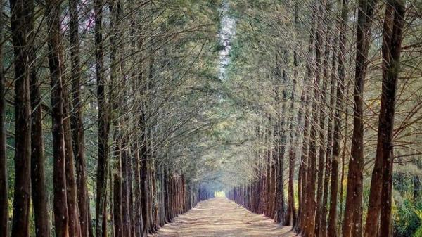 Bangka Botanical Garden. (Foto : Instagram @ayodolan)