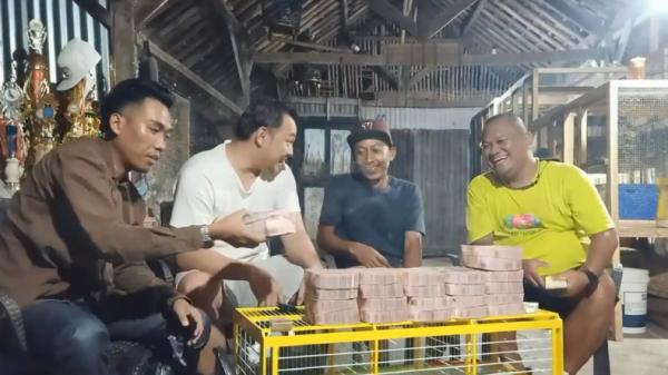 Merpati Jaguar-1 Merpati Jaguar asal Kabupaten Pekalongan dibeli dengan harga Rp1,5 miliar secara cash atau kontan (Suryono Sukarno/MNC Portal)