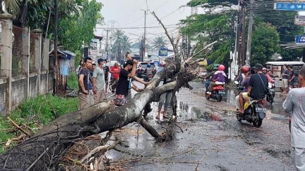 Pohon Tumbang Hambali Pohon tumbang di Jalan Aria Putra, Ciputat, Tangerang Selatan (Tangsel), Rabu (29/9/2021). (Foto: Hambali).