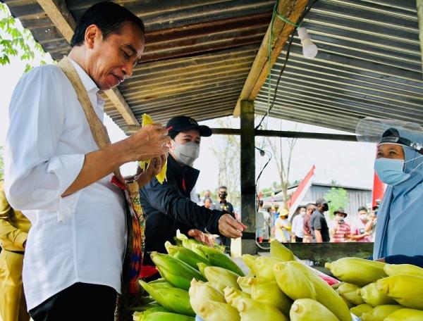 Jokowi Makan Jagung Presiden Joko Widodo menimati jagung manis rebus seusai menanam benih jagung bersama petani di Kelurahan Klamesen, Kecamatan Mariat, Kabupaten Sorong, Papua Barat, Senin (4/10/2021).
