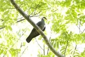 Burung Cendrawasih Kuning, di Pulau Baun, Kepulauan Aru, Maluku. (Foto: Istimewa)