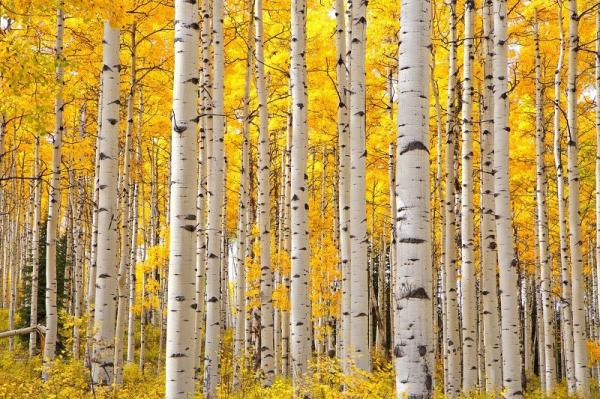 Pegunungan Aspen, di Negara Bagian Colorado, Amerika Serikat, menjadi tempat wisata musim gugur yang selalu masuk daftar top list para wisatawan.