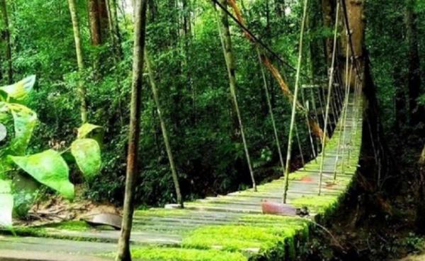 Gunung Palung National Park Gunung Palung National Park. (Foto: Instagram @backpackerjakarta)