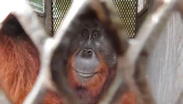 Populasi Orang Utan Sumatra Turun, Ini Data Terbaru Kemenhut
