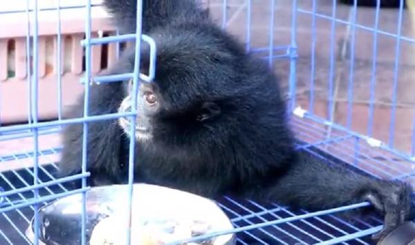 Seekor owa siamang yang dikembalikan BKSDA Bali ke habitatnya di Sumatera Barat. (Foto: iNews/Bona Jaya)
