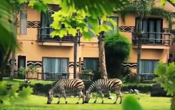 Mara River Safari Lodge Mara River Safari Lodge, Gianyar, Bali. (Foto: Instagram @marariversaarilodge)