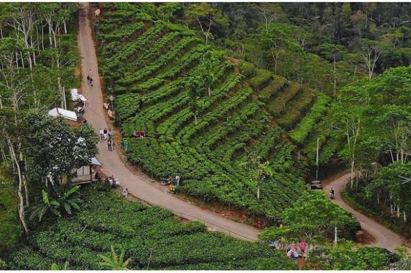 Kebun Teh Nglinggo Suasana kebun Teh Nglinggo di Kulonprpgp. (Foto : Ig Sorotkulonprogo)
