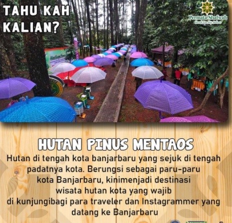 Tempat Piknik di Kalimantan Selatan, Hutan Pinus Mentaos (Foto: Instagram/Shafwahtravel) Tempat Piknik di Kalimantan Selatan, Hutan Pinus Mentaos (Foto: Instagram/Shafwahtravel)