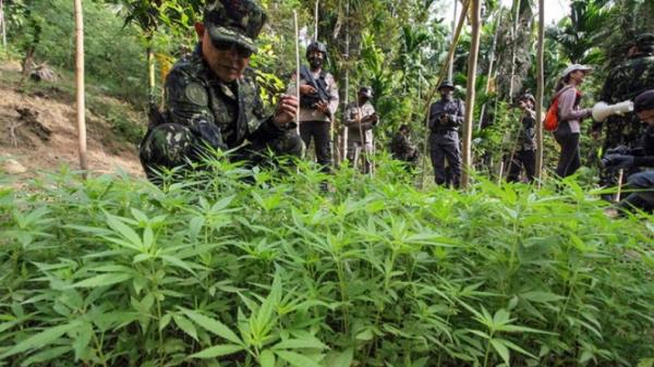 ladang ganja-1 Badan Narkotika Nasional (BNN) menemukan ladang ganja seluas empat hektare di Dusun Cot Lawatu, Desa Sawang, Kecamatan Sawang (Antara)