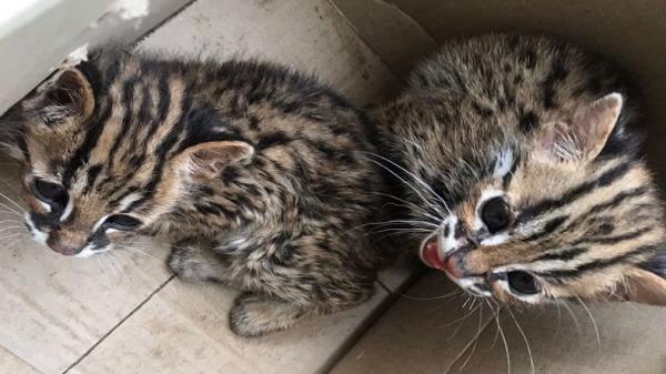 Sepasang kucing kuwuk (Prionailurus Bengalensis) (Prionailurus Bengalensis) diserahkan seorang warga bernama Muhammad Prayudi ke BBKSDA Sumut. (Foto: istimewa)