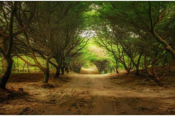 Pintu masuk Pantai Cemara Sewu, Bantul. (Foto : Ist)