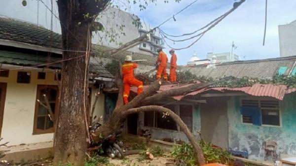 Pohon Tumbang Utan Kayu Okto 2 Pohon besar tumbang menimpa rumah warga dan sepeda motor di kawasan Utan Kayu Utara, Jakarta Timur, Jumat (12/11/2021). (Foto: Okto Rizki Alpino).