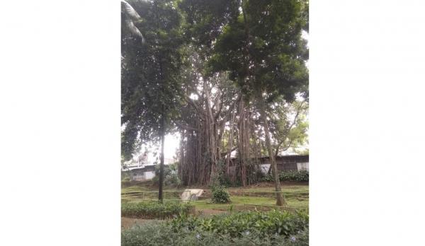 Taman Langsat