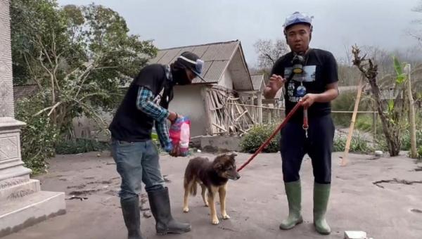 anjing setia tunggu tuan pascaerupsi gunung semeru Dua sukarelawan berusaha mengevakuasi Nemo, anjing yang setia menunggu pemiliknya di depan rumah selama 12 hari pascaerupsi Gunung Semeru di Kabupaten Lumajang, Jatim. (Foto: Instagram Christian Joshua Pale)