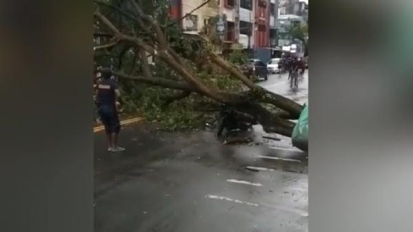 Pohon tumbang menimpa warga. Pohon tumbang menimpa warga. (Foto: iNews/Nurdin Abdullah).