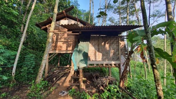 NENEK TATI1 Di gubuk kecil tepi hutan Cikalongwetan, KBB ini nenek Tati tinggal seorang diri. (Foto: ISTIMEWA)