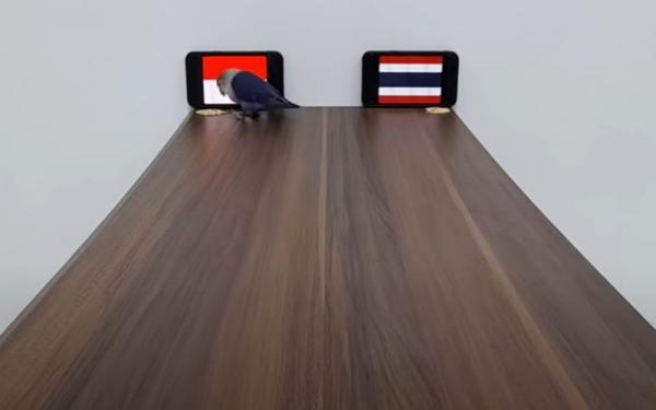 Bony si burung lovebird memprediksi Indonesia vs Thailand dalam laga leg 1 final Piala AFF 2020. (Foto: Tangkapan Layar Youtube/Hari BirdPoint)