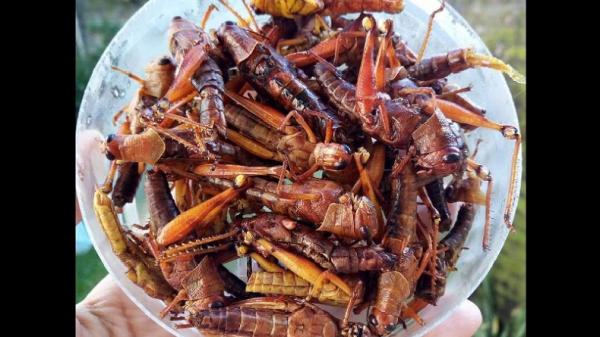 belalang goreng Belalang goreng, makanan tradisional yang ekstrem di Indonesia. (Foto: Facebook)