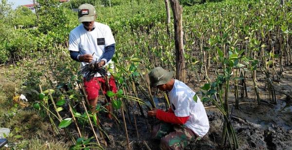 11 Scarlet Mangrove Felicya Angelista bersama dengan Scarlet menanam 3.000 mangrove. (Foto: istimewa)