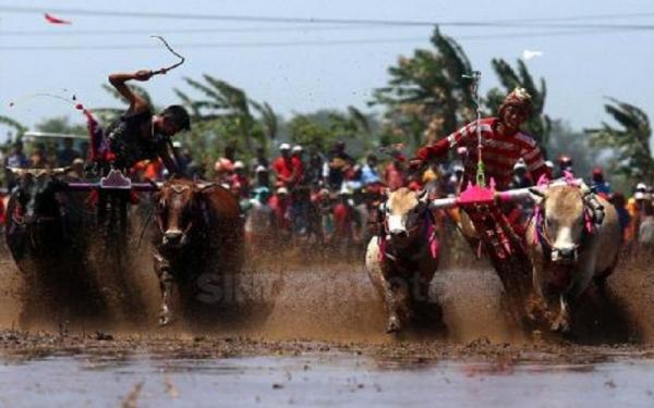 Karapan Sapi (Foto: Sindonews) Karapan Sapi (Foto: Sindonews)