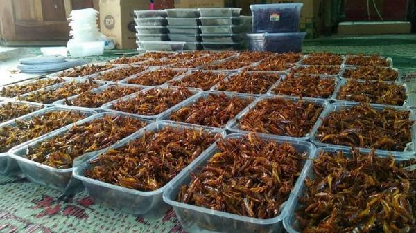 Kuliner esktrem belalang goreng Kuliner ekstrem belalang goreng (Foto: Instagram silvianiken)