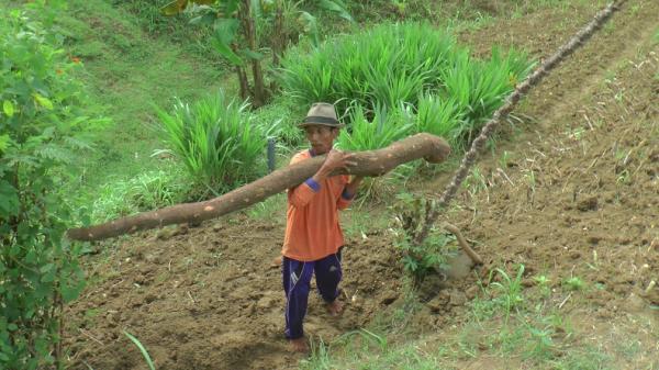 ketela jumbo rembang Ketela super jumbo yang ditemukan di Desa Waru, Kabupaten Rembang dengan Panjang sekitar 2,6 meter. Foto: iNews/Musyafa Musa.