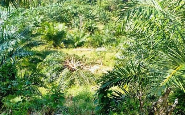 Ilustrasi daerah penghasil biodesel di Indonesia