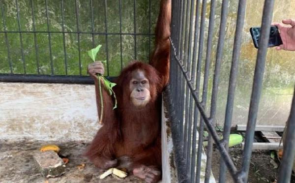 Hewan Asli Pulau Sumatera, Orang Utan Sumatera (Foto: Antara) Hewan Asli Pulau Sumatera, Orang Utan Sumatera (Foto: Antara)