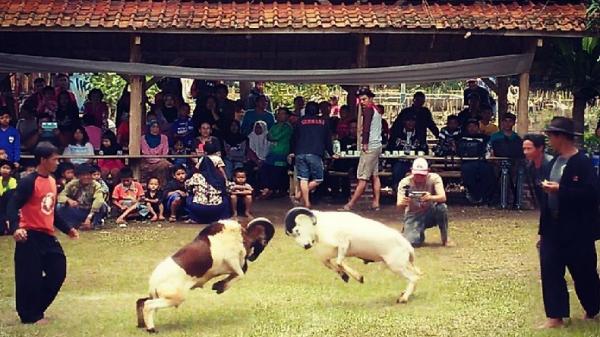 CIBURIAL GARUT Atraksi adu domba di desa wisata Ciburial, Kabupaten Garut. (Foto: garutkab.go.id)