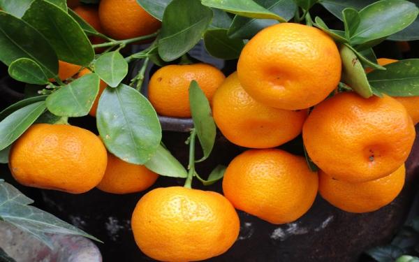Makanan yang Dapat Membantu agar Cepat Haid, Buah Kaya Vitamin C (Foto: Pixabay) Makanan yang Dapat Membantu agar Cepat Haid, Buah Kaya Vitamin C (Foto: Pixabay)