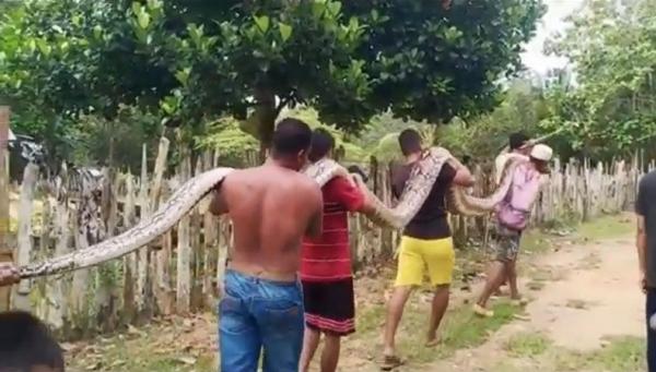 Ular Piton Raksasa 2 Warga memikul ular piton 9 meter yang ditangkap. (Foto: iNews/Febriyono Tamenk).