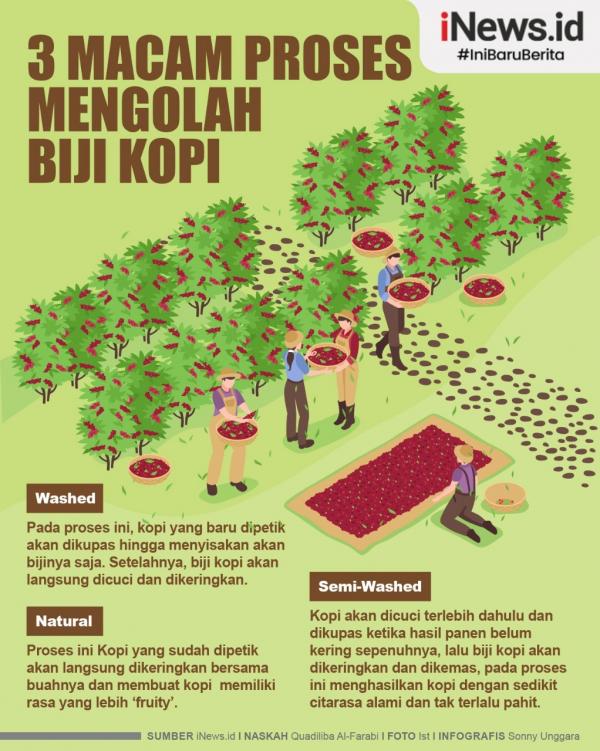 Mengolah Kopi 1